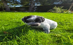 Mixed Breed dogs for sale: Sweetest Sprollies - Image 7