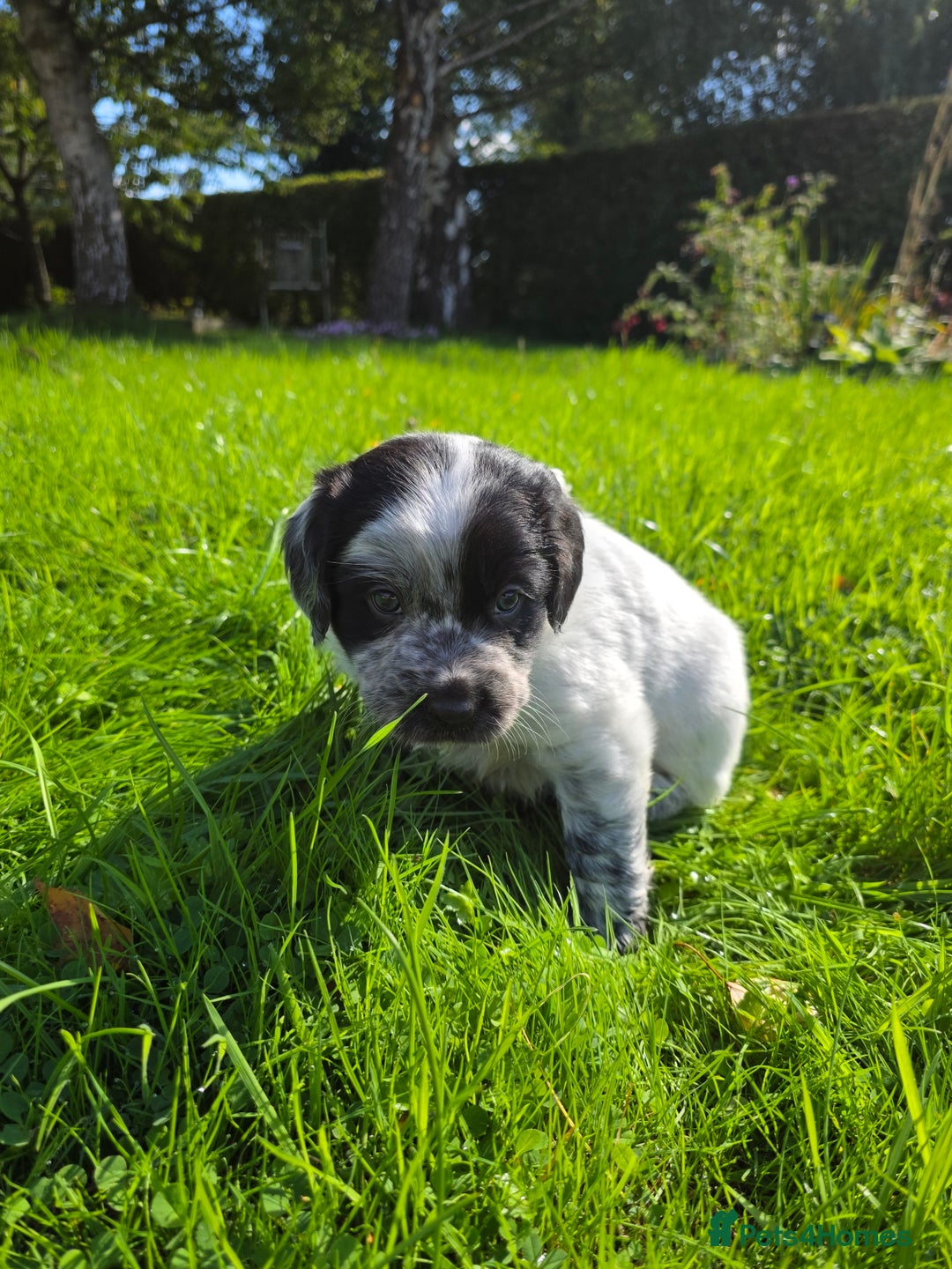 Mixed Breed dogs for sale: Sweetest Sprollies - Image 7