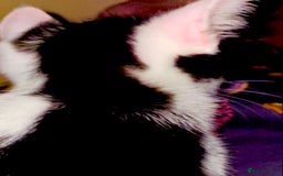 British Shorthair cats for sale: AVAILABLE 2 Beautifulbou kittens identical twins  - Image 25