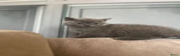 British Shorthair cats for sale: British short hair GCCF registered kittens in Saint Helens - Advert 10