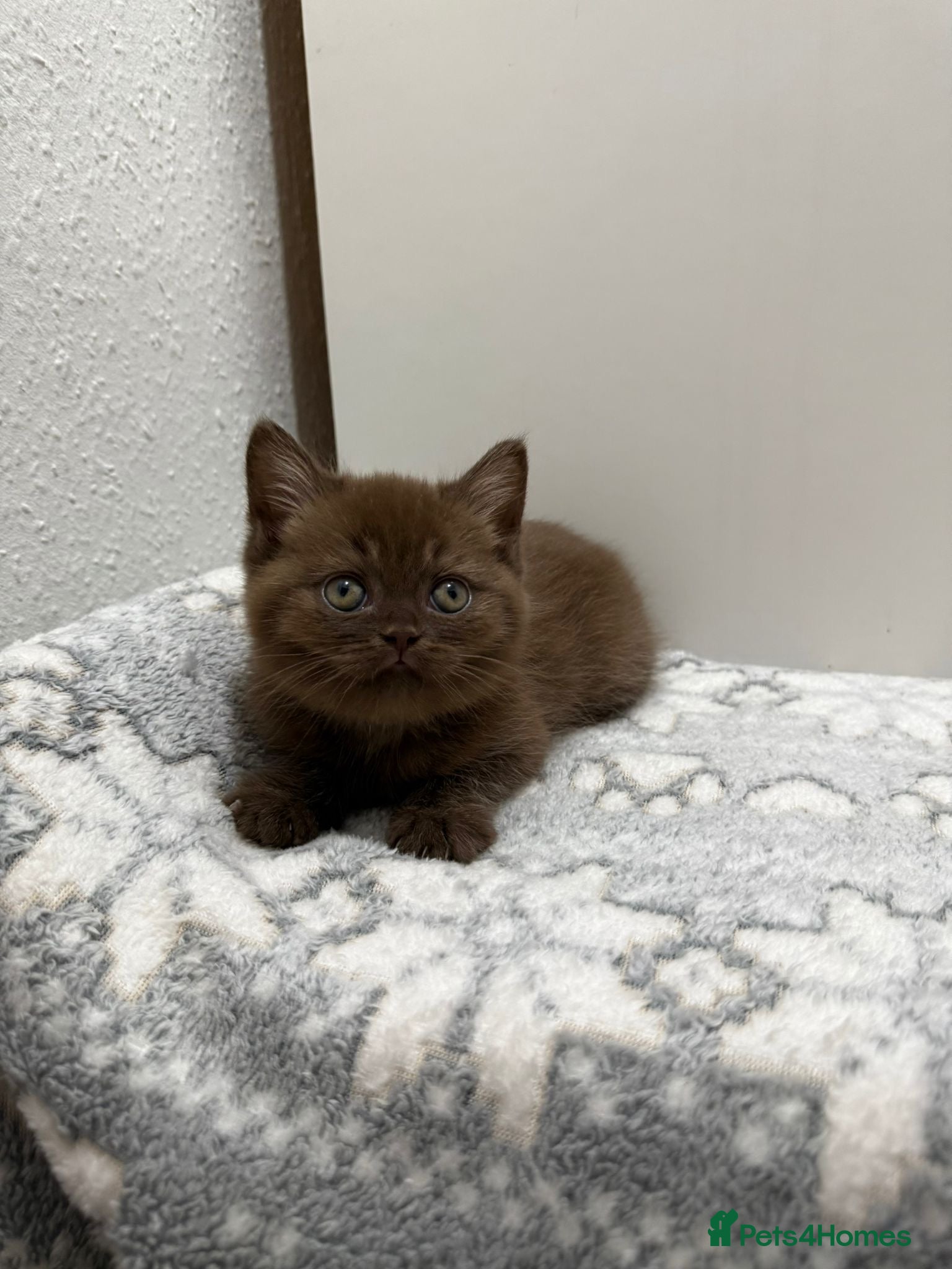 British Shorthair cats Stunning chocolate BSH & BLH kittens - Advert 7