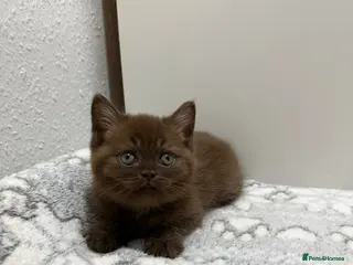 British Shorthair cats Stunning chocolate BSH & BLH kittens - Advert 7