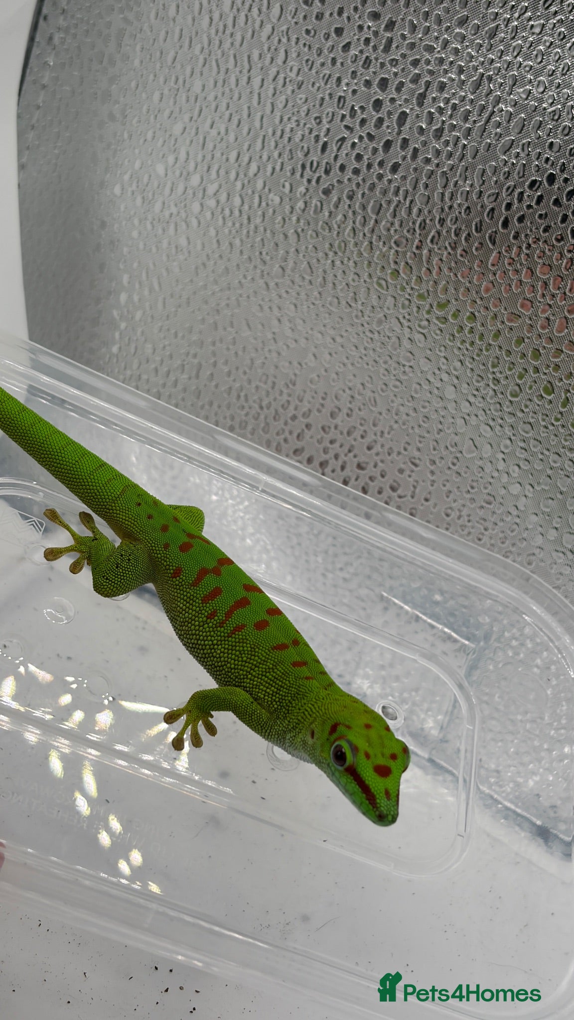 Gecko reptiles Madagascan Giant day gecko  - Advert 2
