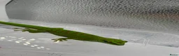 Gecko reptiles for sale: Madagascan Giant day gecko  - Advert 2
