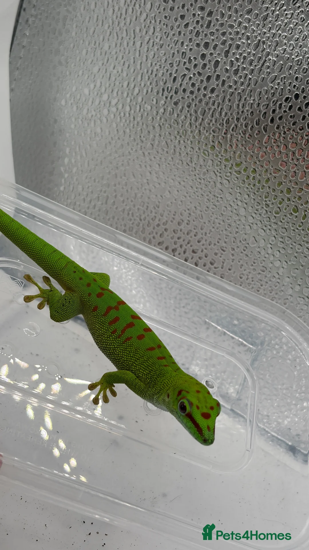 Gecko reptiles for sale: Madagascan Giant day gecko  - Advert 2