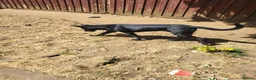 Belgian Shepherd Dog dogs for sale: Belgian sheppard milanios  in Castleford - Advert 3