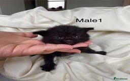 Mixed Breed cats for sale: 2 Adorable Kittens For Sale - Image 2