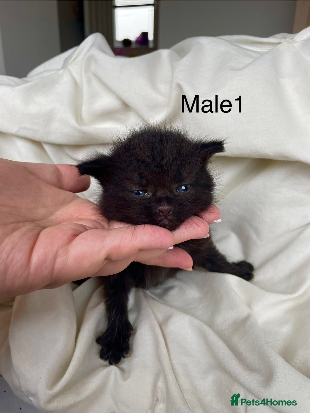 Mixed Breed cats for sale: 2 Adorable Kittens For Sale - Image 2