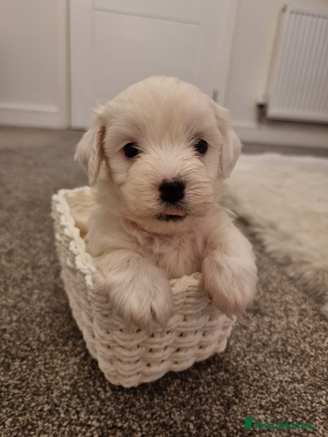 Maltipoo dogs for sale: Beautiful Maltipoo Puppies - Advert 8