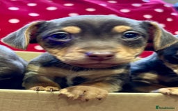 Jack Russell dogs for sale: Quality small Jack Russell puppies - Advert 8