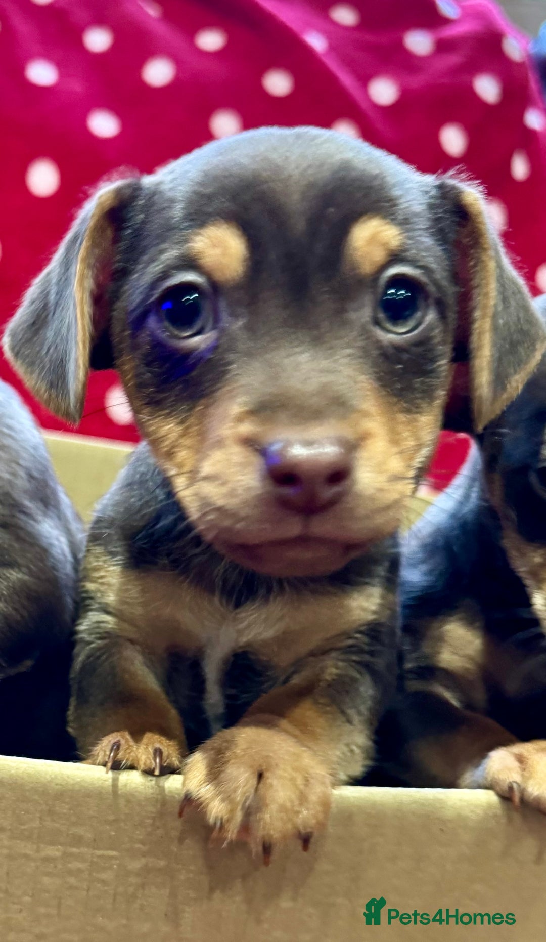 Jack Russell dogs for sale: Quality small Jack Russell puppies - Advert 8