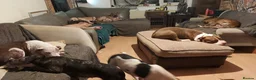 Staffordshire Bull Terrier dogs for stud: Proven Staffordshire Bull Terrier Stud – Brindle in Doncaster - Advert 4