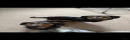 Mixed Breed dogs for sale: Two male dachshund cross yorkshire terrier pups - Advert 6