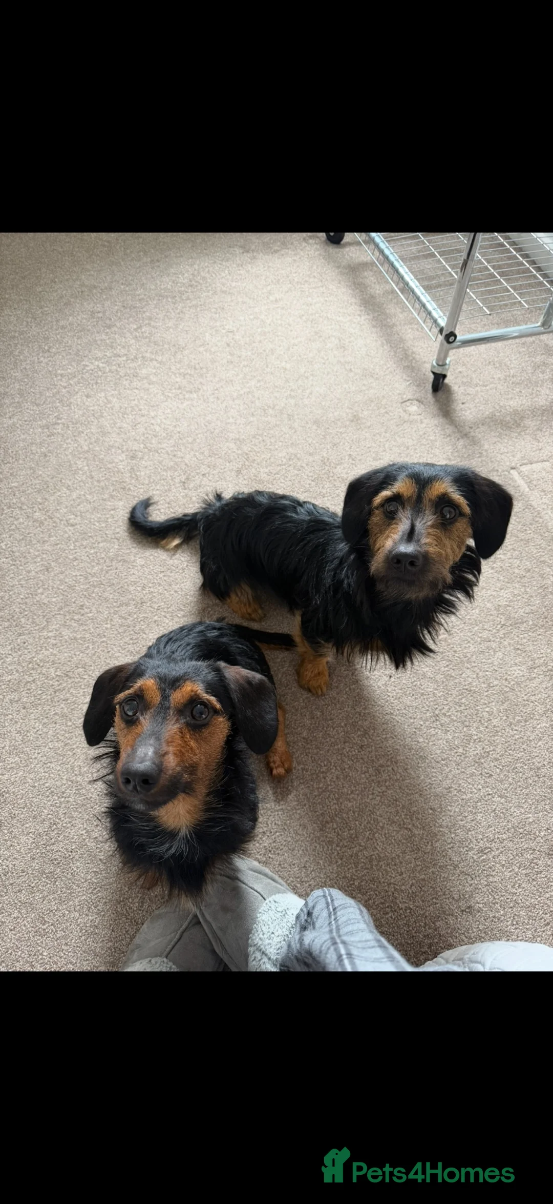 Mixed Breed dogs for sale: Two male dachshund cross yorkshire terrier pups - Advert 6
