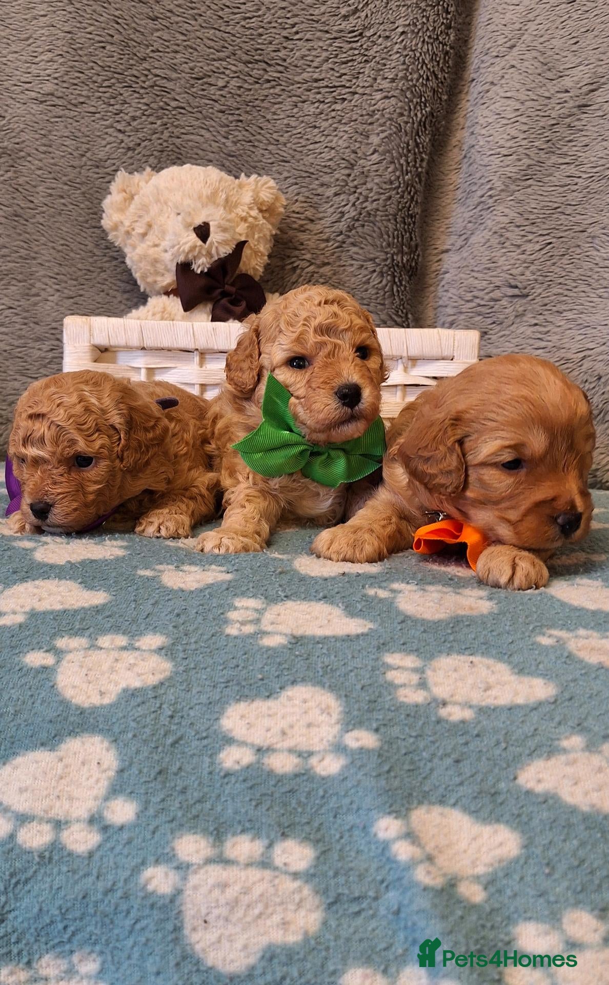 Cavapoochon dogs Gorgeous Health tested F1 Cavapoochon pups - Advert 6