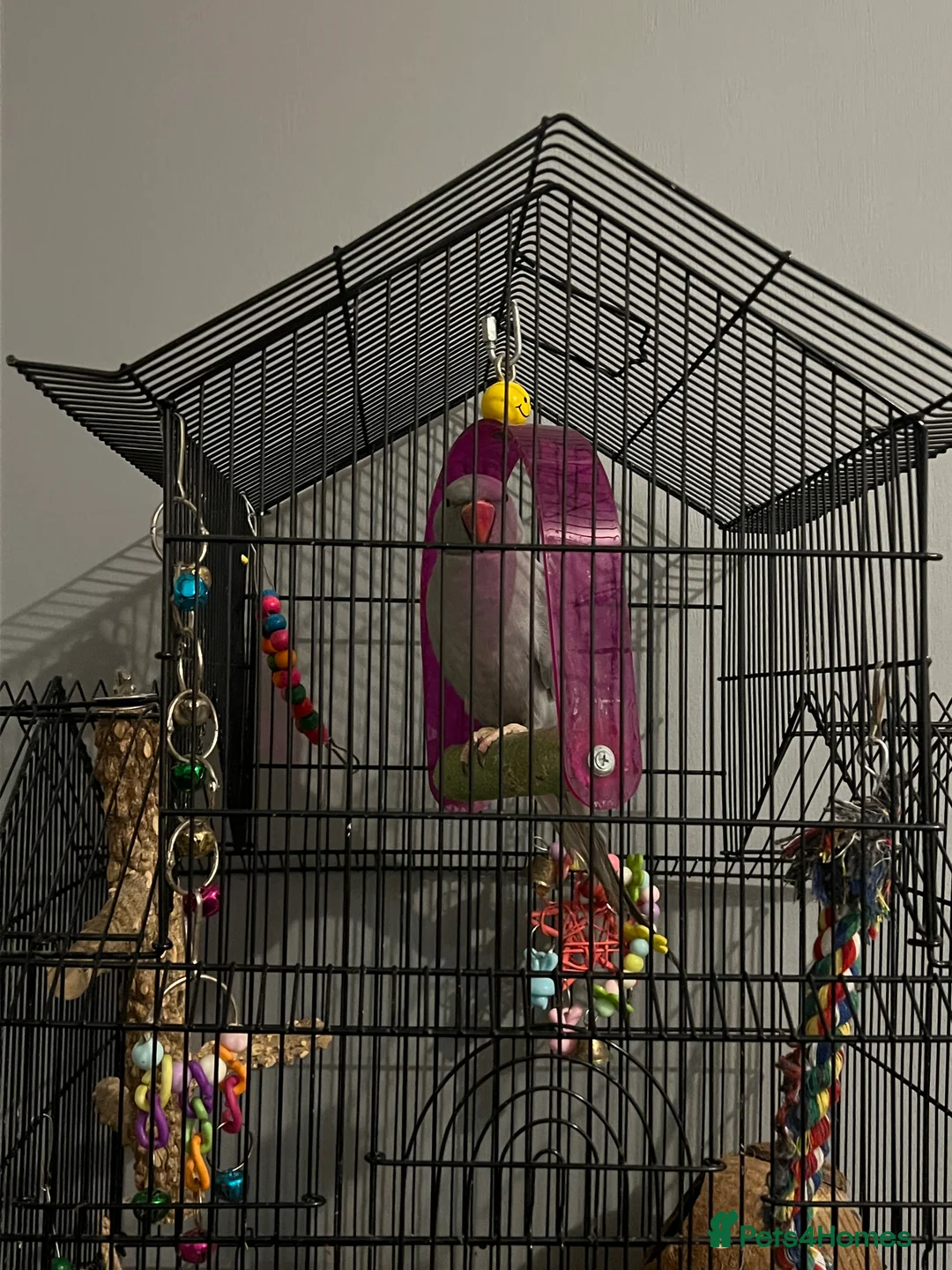 Parrots birds for sale: Beautiful Grey Indian Ringneck for Sale - Advert 2