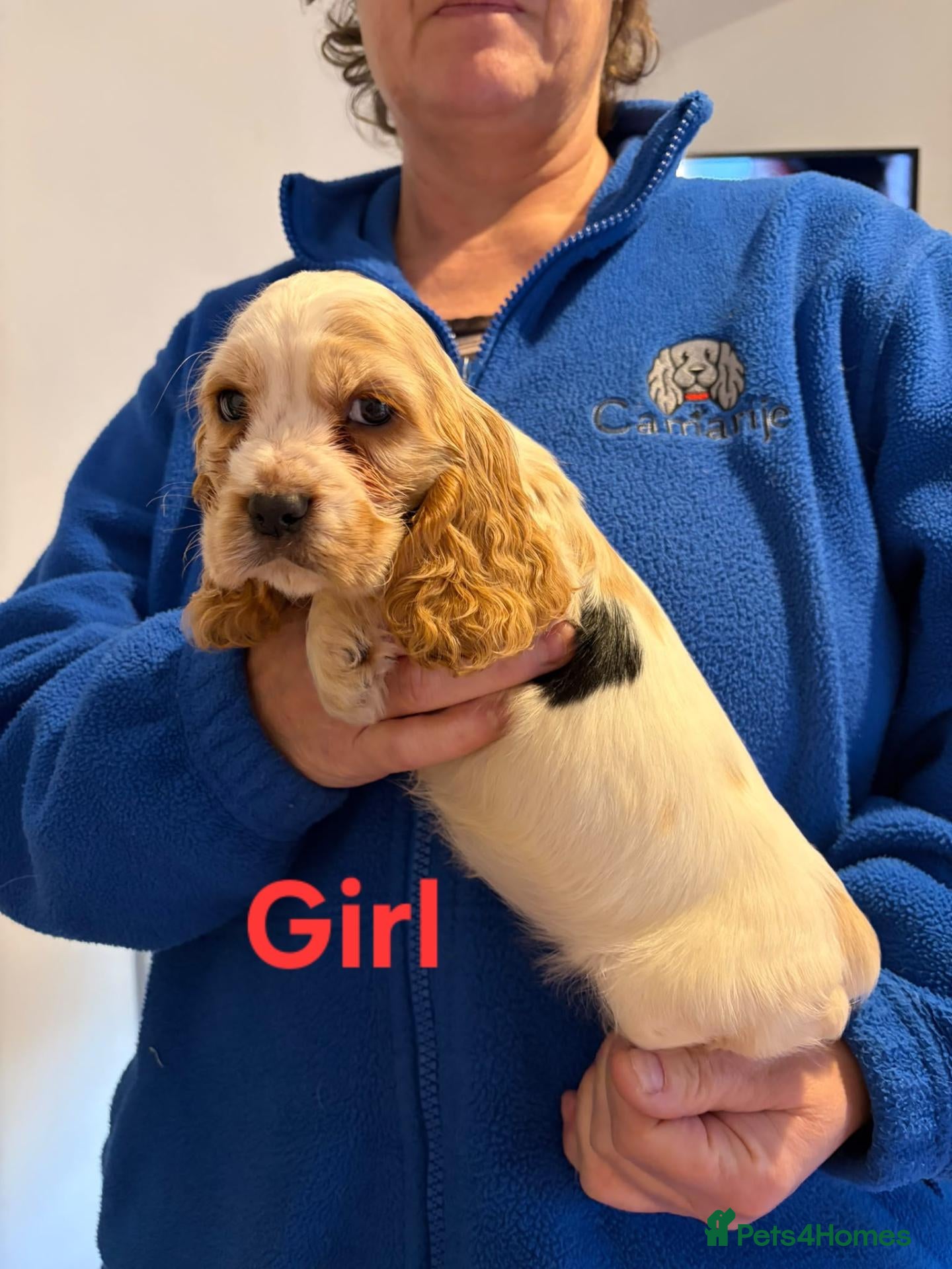 Cocker Spaniel dogs 1 boy and 1 girl. KC reg cocker spaniel. - Advert 2