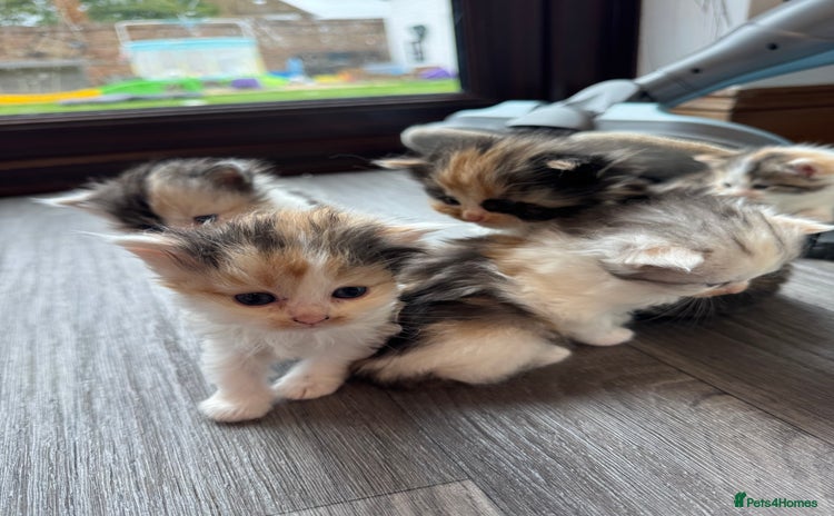 Persian cats - Advert 14