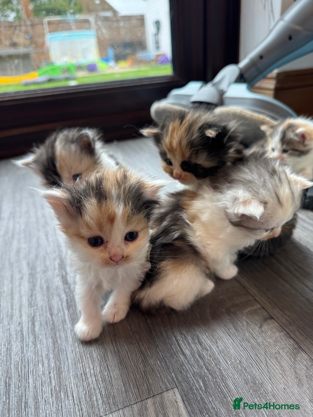 Persian cats for sale: Persian Kittens  - Image 1