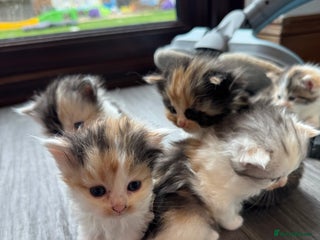 Persian cats - Advert 10