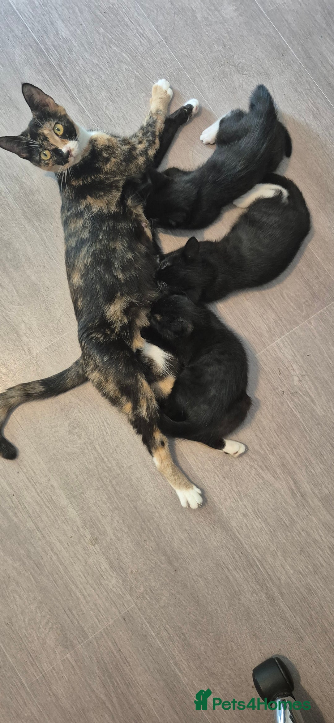 Domestic Shorthair cats for sale: 3 kittens looking for their forever homes in Newmarket - Image 6