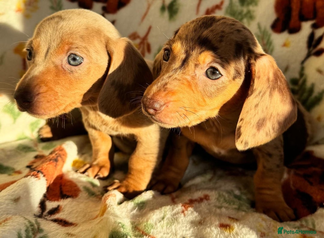 Miniature Dachshund dogs for sale: 3 beautiful mini dashs - Advert 13