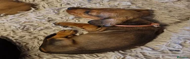Miniature Dachshund 5