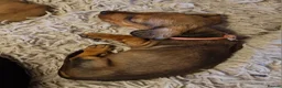 Miniature Dachshund dogs for sale: Stunning litter of Red miniature dachshunds in Brechin - Advert 5
