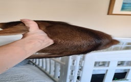 Abyssinian cats for sale: Pedigree abysinnian kittens - Image 6