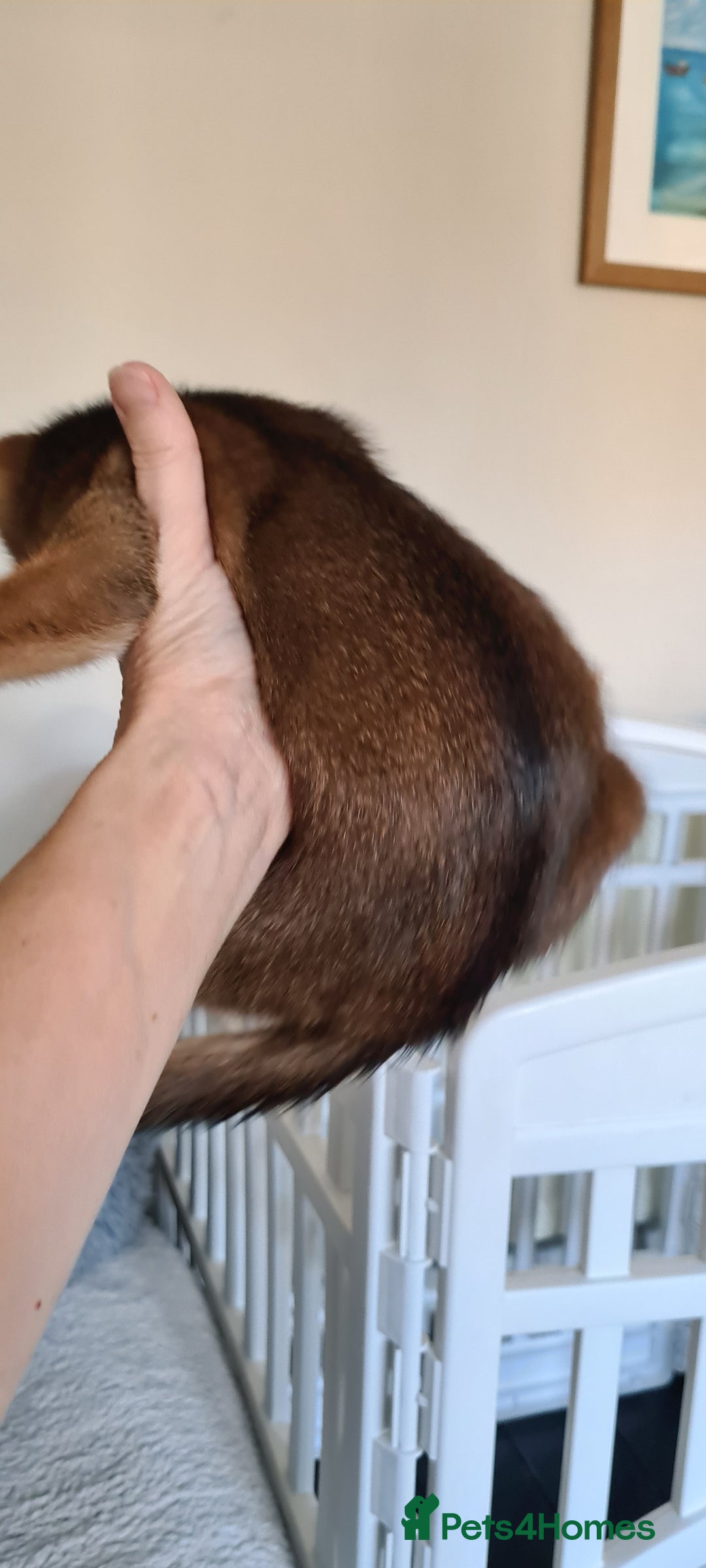 Abyssinian cats for sale: Pedigree abysinnian kittens - Image 6