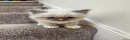 Ragdoll cats for sale: Ragdoll x British Longhair Kittens - Ready 2nd Oct in Saint Leonards-on-sea - Advert 8
