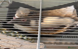 Rat rodents for sale: 2 male rats  - Image 1