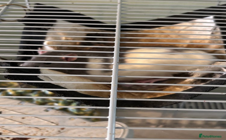 Rat rodents - Advert 4