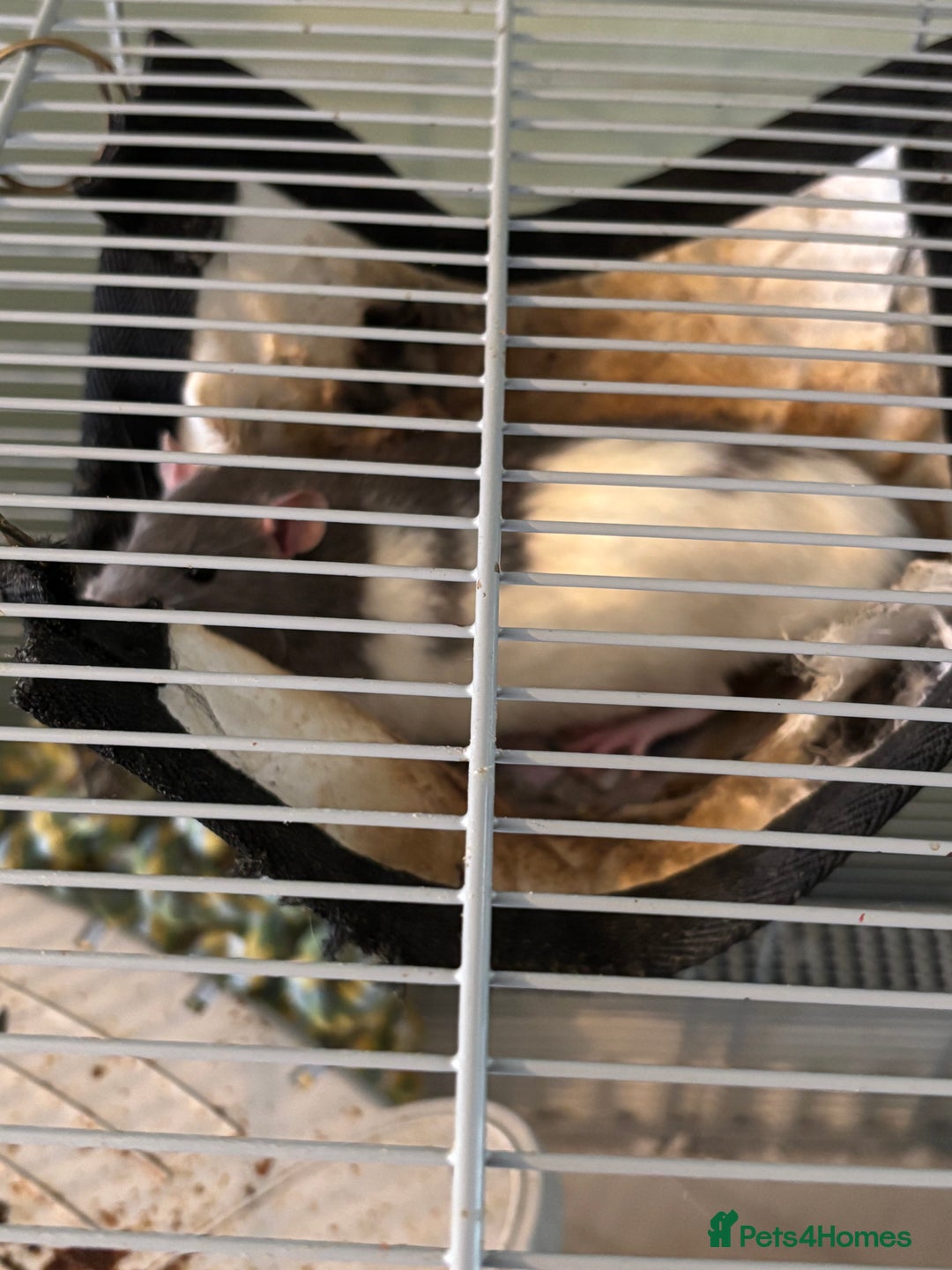Rat rodents for sale: 2 male rats  - Image 1