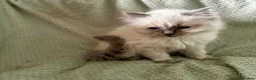 Ragdoll cats for sale: Beautiful pure ragdolls  - Advert 7