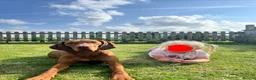 Hungarian Vizsla dogs for sale: Beautiful KC Registered Hungarian Vizsla puppies  in Blackburn - Advert 5