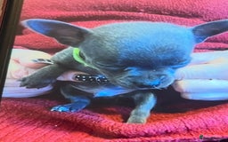 Chihuahua dogs for sale: Chihuahua teacups - Image 13