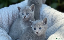 Russian Blue cats for sale: Pure Russian Blue Kittens - Image 2