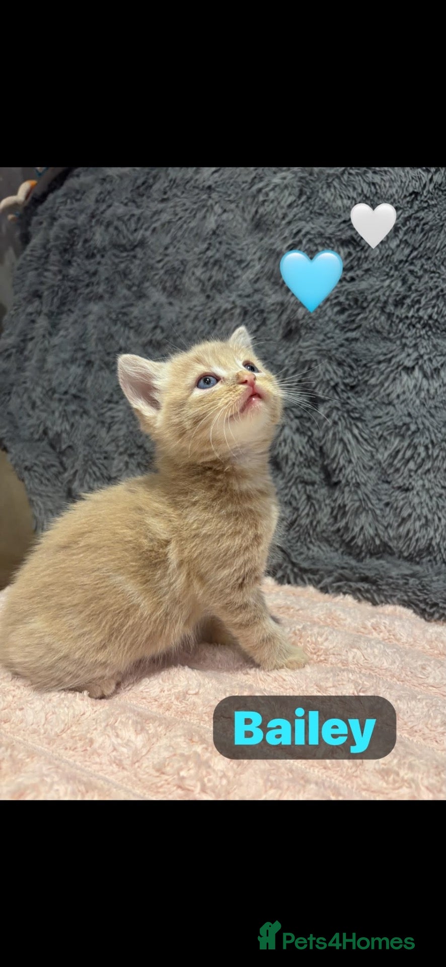 Mixed Breed cats 🩵🩷…5 stunning kittens remaining …🩷🩵 - Advert 2