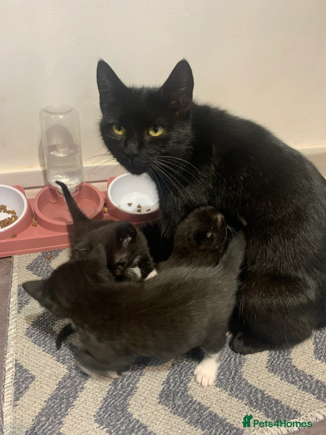 Mixed Breed cats for sale: 7 black & white kittens ready for forever homes!  - Advert 9