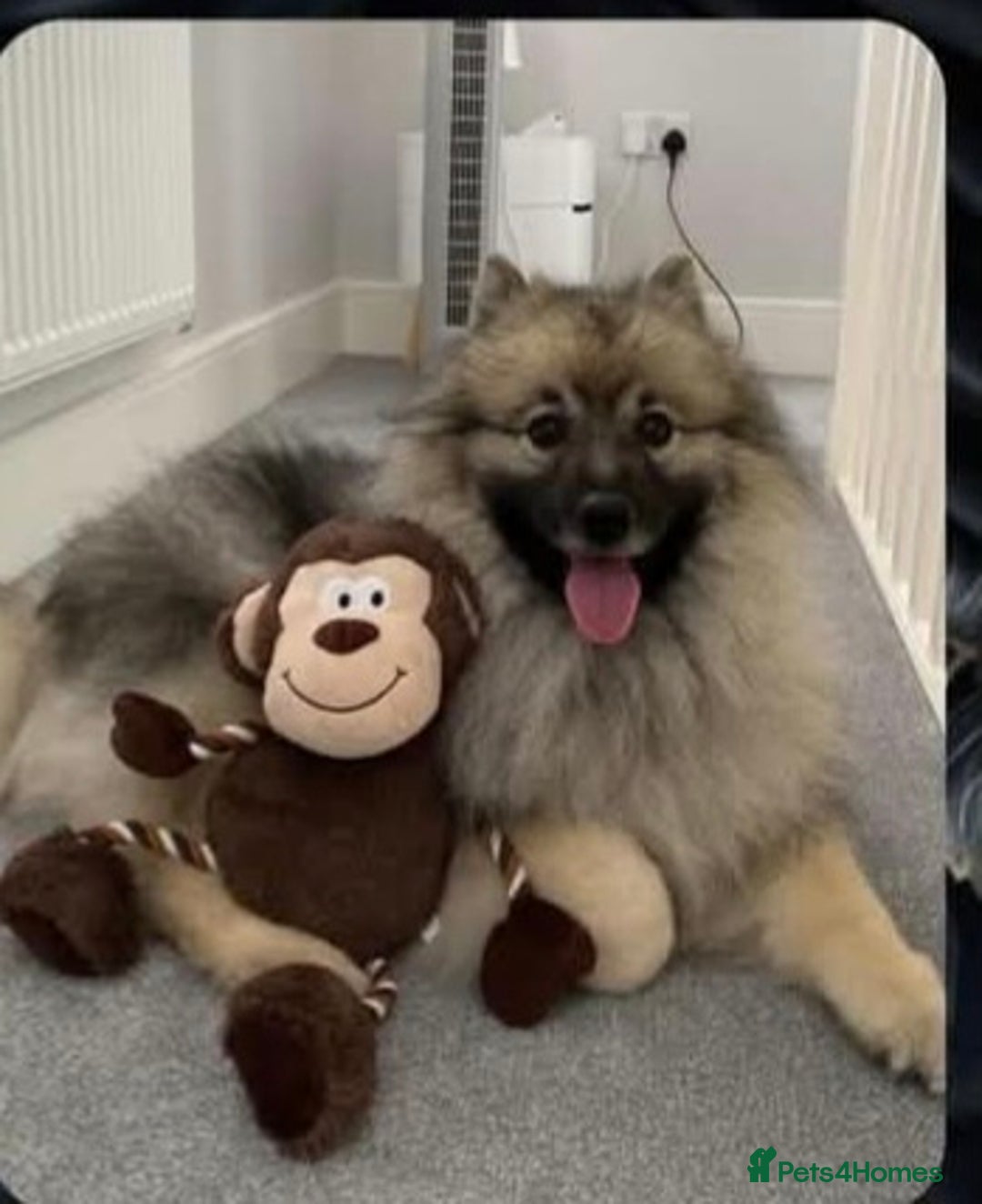 Keeshond dogs for sale: Keeshond male - Advert 5