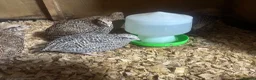 Quail poultry for sale: Quail Hatching Eggs etc  - Advert 5