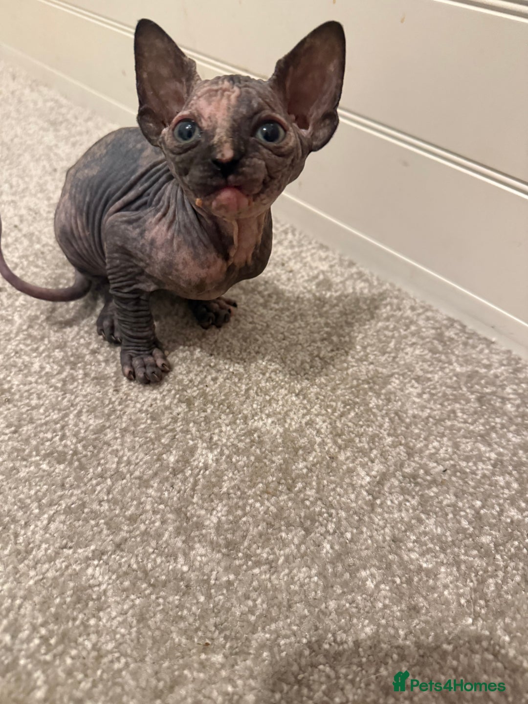 Sphynx cats for sale: Sphynx kittens tica registered Ticket - Advert 6