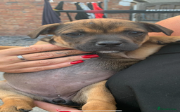 Staffordshire Bull Terrier dogs for sale: Staffy pups for sale - Image 7