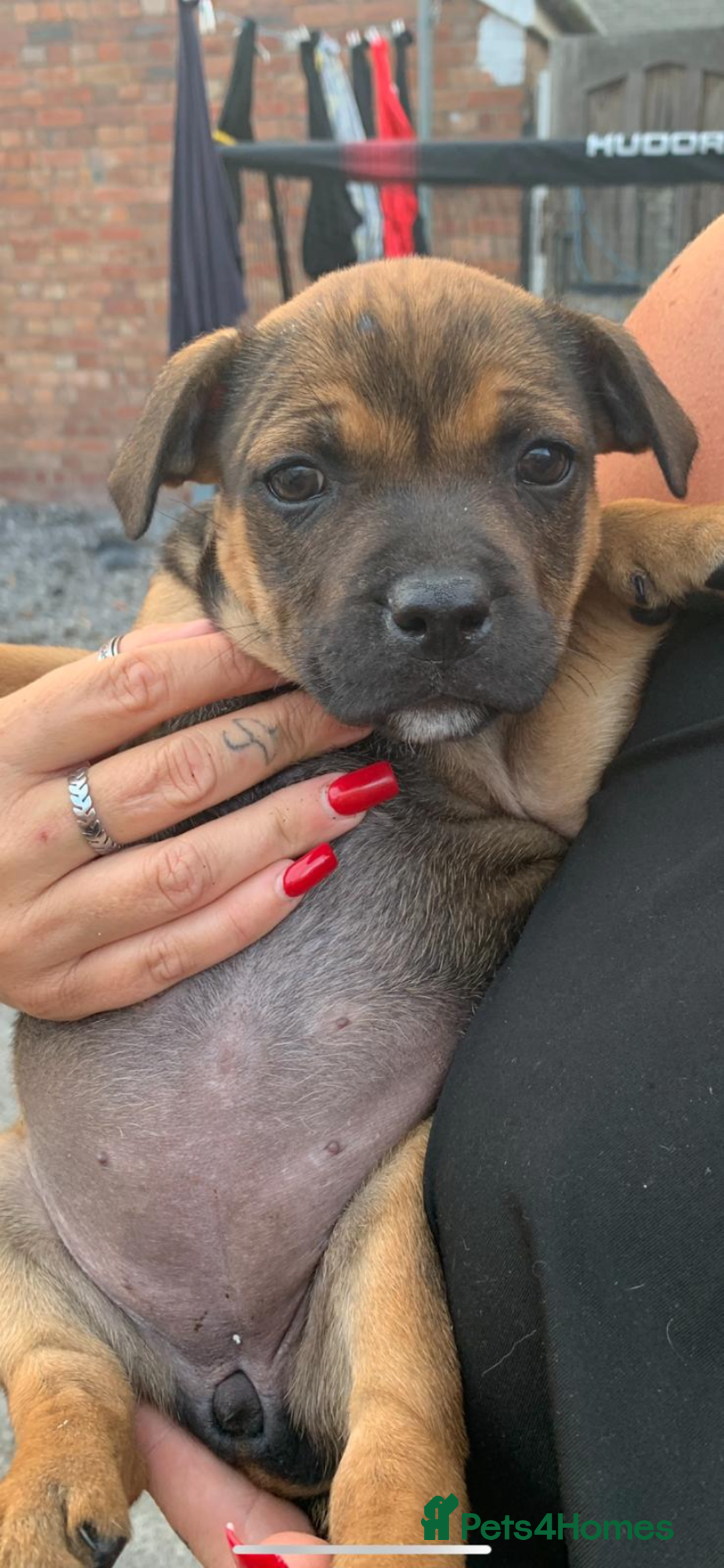 Staffordshire Bull Terrier dogs for sale: Staffy pups for sale - Image 7
