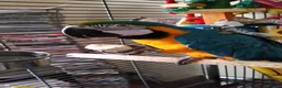 Macaws birds for sale: Blue and gold macaw in Northampton - Advert 8