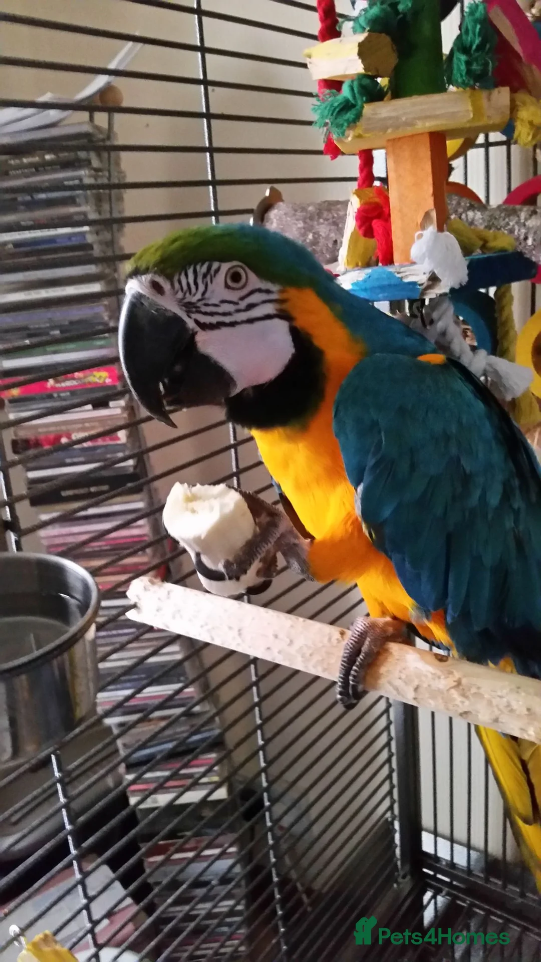 Macaws birds for sale: Blue and gold macaw in Northampton - Advert 8