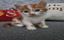 Mixed Breed birds for sale: Adorable kittens looking for forever home  - Image 9