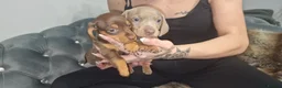Dachshund dogs for sale: Miniature dachshund puppies ONLY 1 LEFT. - Advert 4