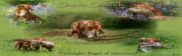 Cocker Spaniel dogs for sale: Show type cocker spaniels.  - Advert 4